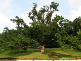 Quercus robur - protected tree